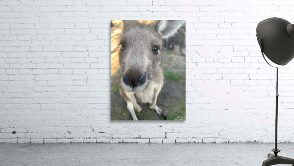 Kangaroo Close Up Wall Preview