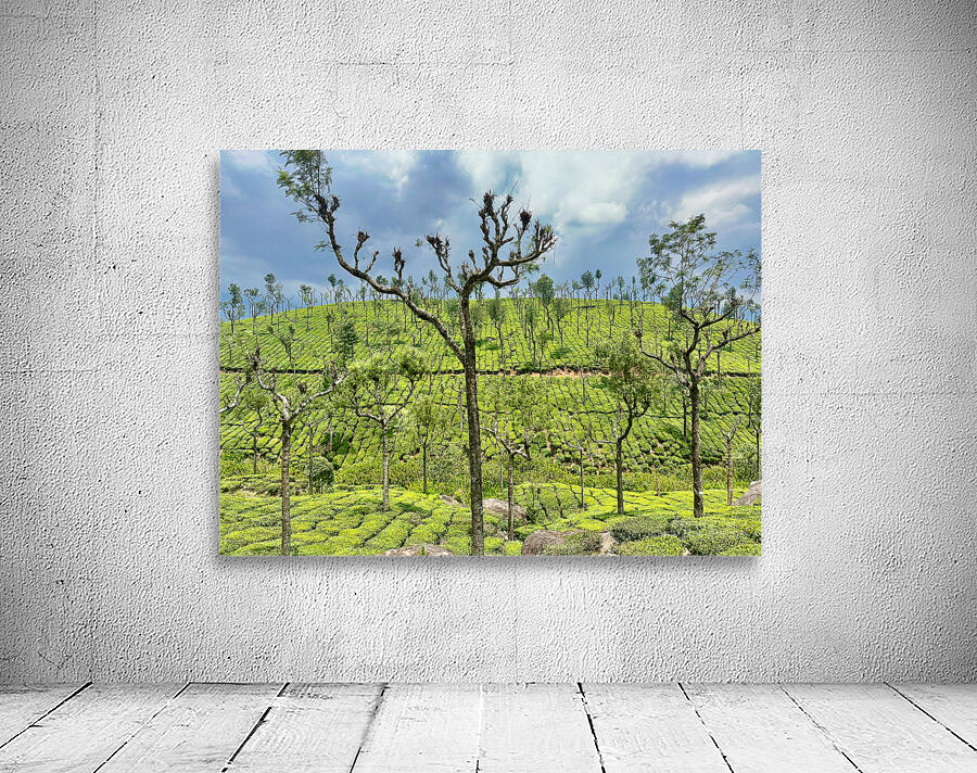 Trees in the Tea Plantations Wall Preview