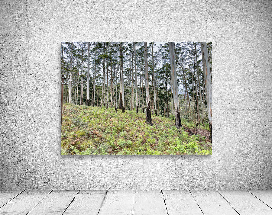 White Trees Wall Preview