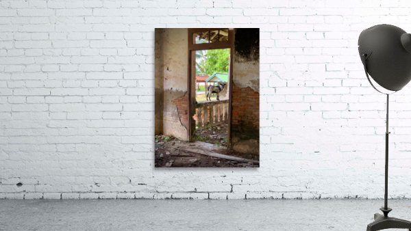 Goat by the Door Wall Preview