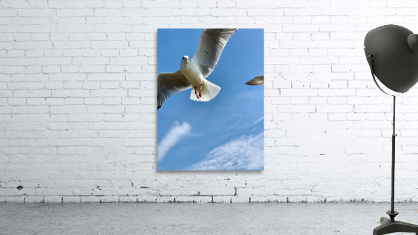Seagull Look Wall Preview