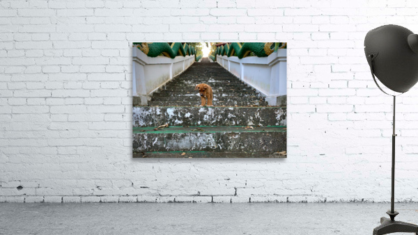 Puppy Walking Down Wall Preview