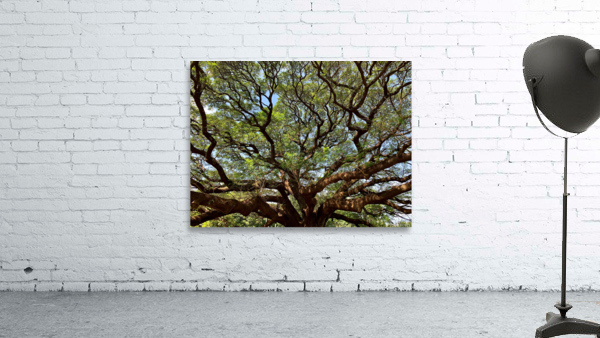 All the Branches Wall Preview