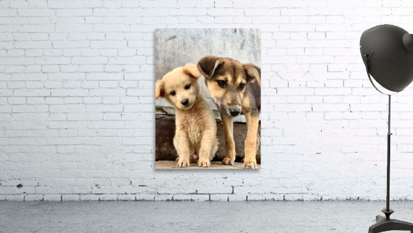 Give Me Some Room Puppy Wall Preview