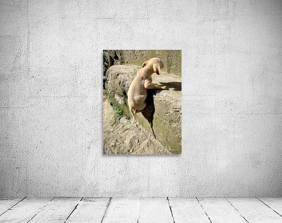 Puppy s efforts Wall Preview