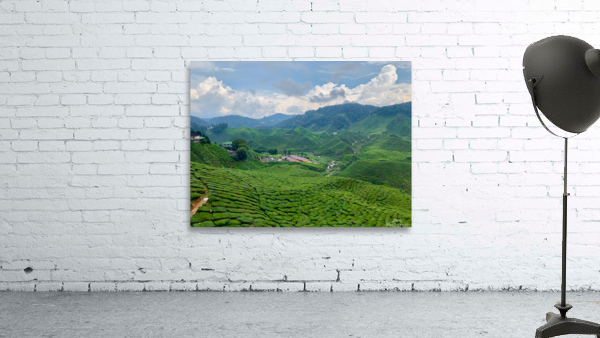 Tea Plantations 7 Wall Preview