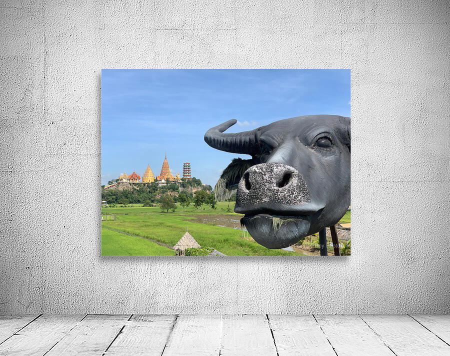 Water Buffalo Head in front of Temple Wall Preview