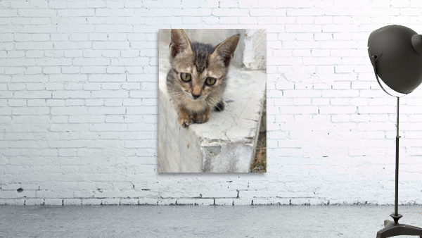 Cute Kitty 3 Wall Preview