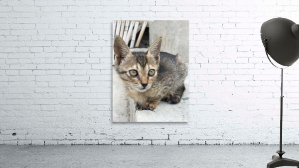 Cute kitty 2 Wall Preview