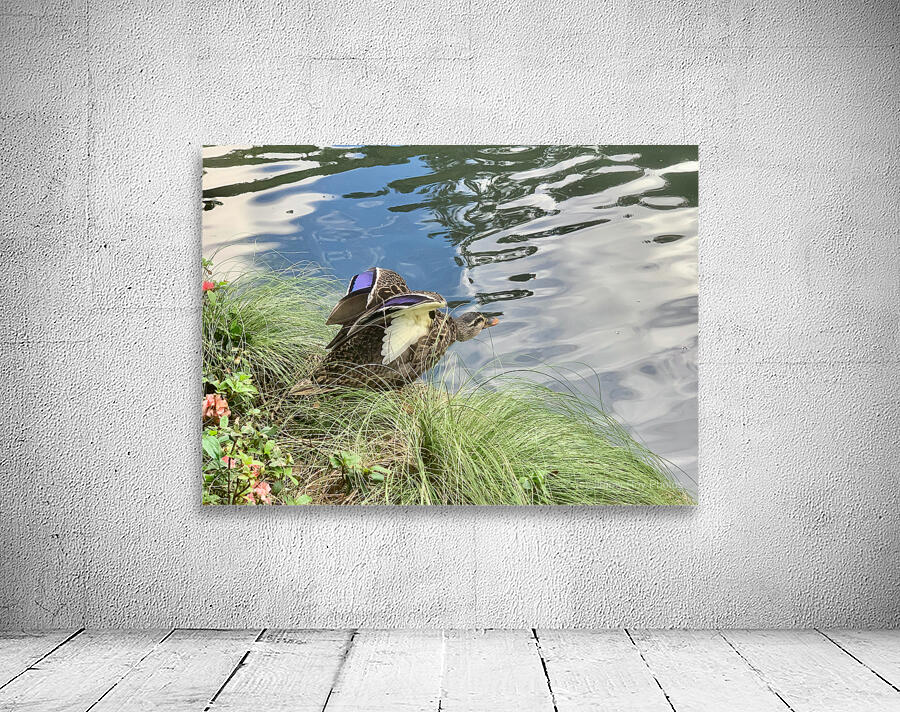 Duck Ready to Fly Wall Preview