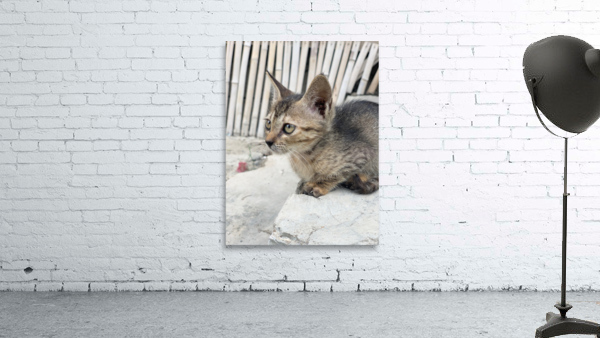 Cute Kitty Wall Preview