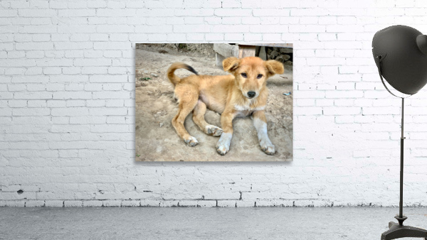 Cute Puppy Wall Preview