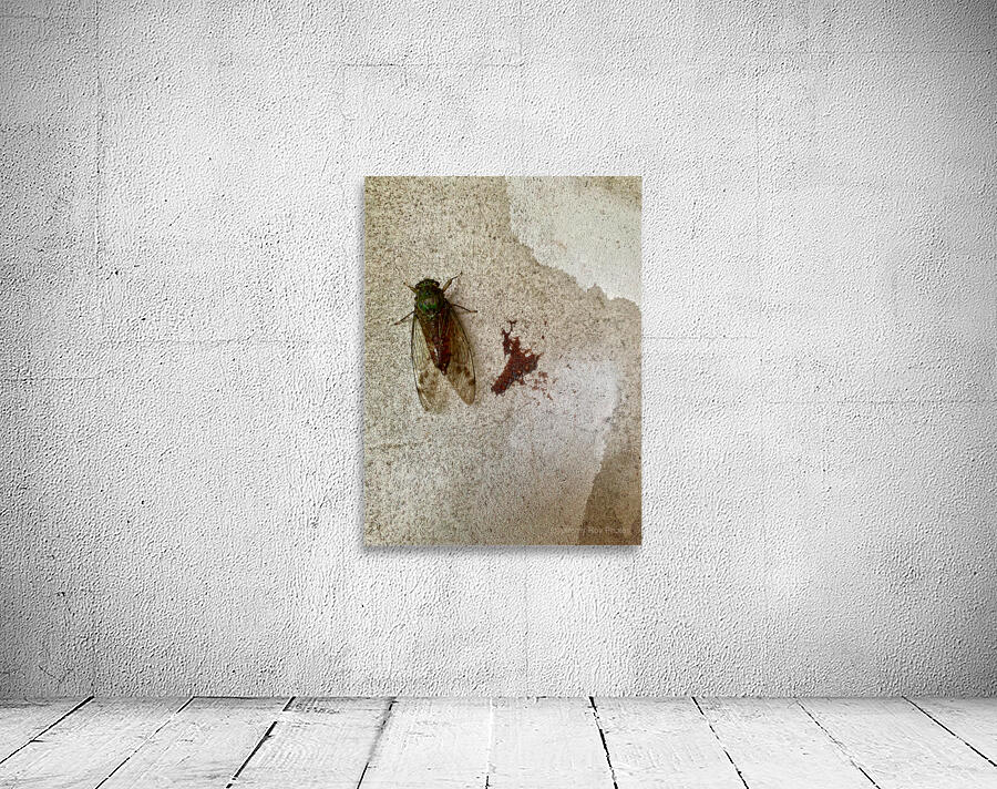 The Fly Wall Preview