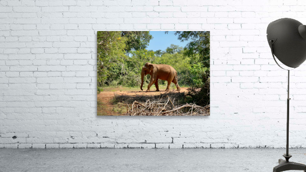 Elephant in the Wild Wall Preview