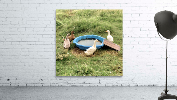 Ducks Plastic Pool Wall Preview