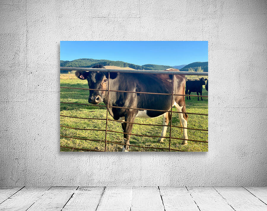 Cow Look Wall Preview