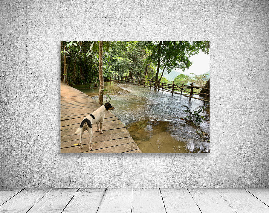 Dog Looking at the Horizon Wall Preview