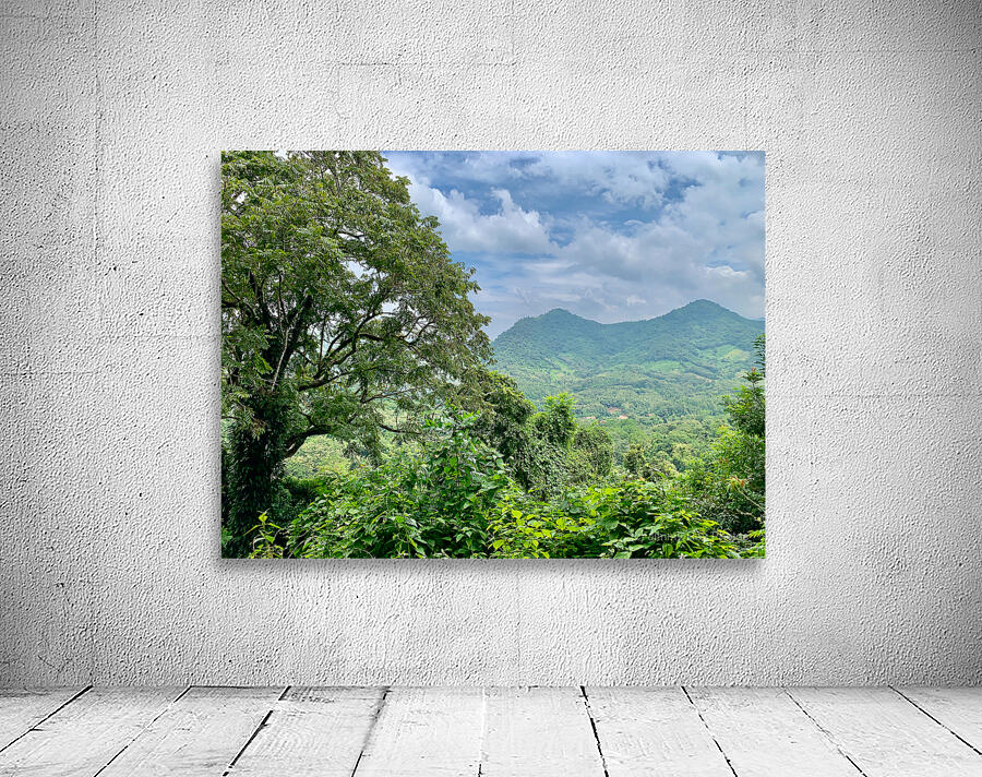 Jungle View Wall Preview