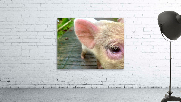 Pig Eye Wall Preview