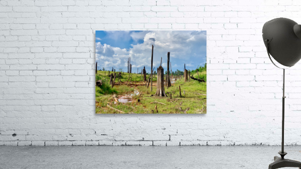 Field of Broken Trees Wall Preview