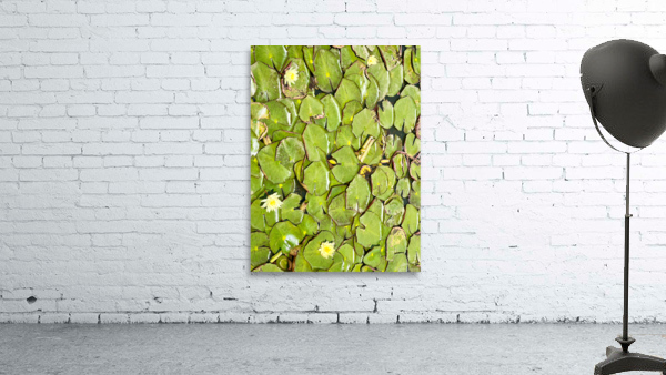 Water Lilies Wall Preview