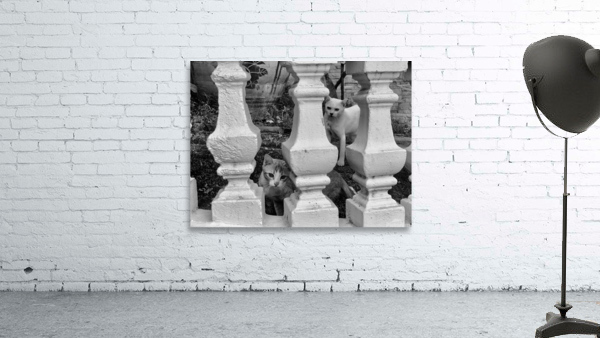 BW Cats Peaking Through Wall Preview