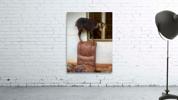 Goat on a Seat Wall Preview