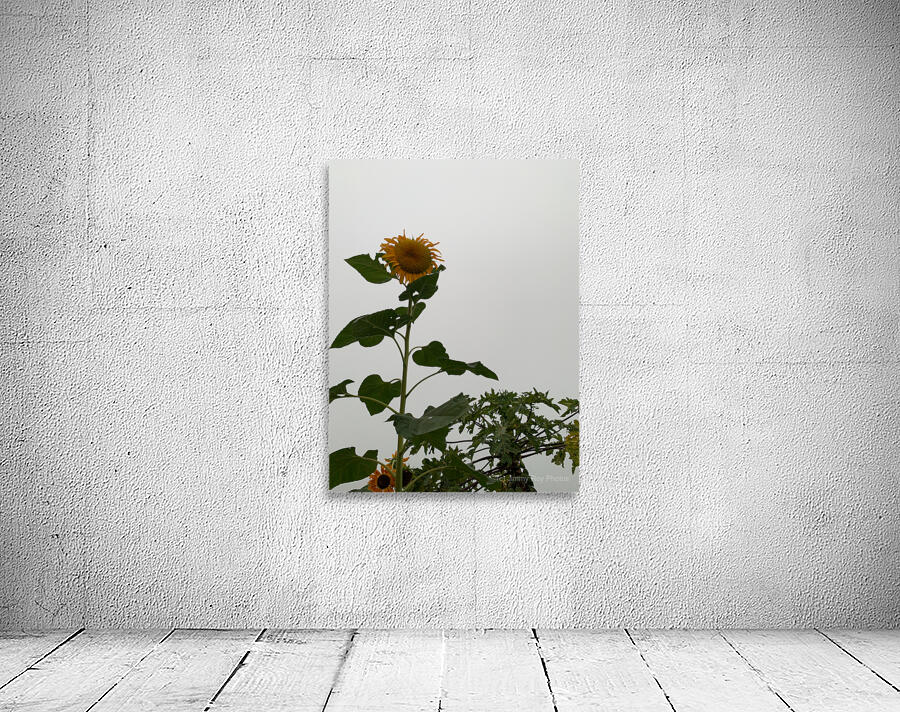 Mysterious Sunflower Wall Preview