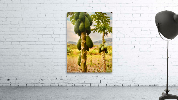 Papaya Trees Wall Preview