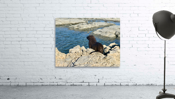Seal Looking at a Distance Wall Preview