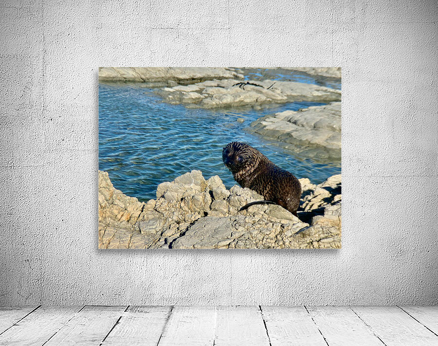 Seal Looking Back at You Wall Preview
