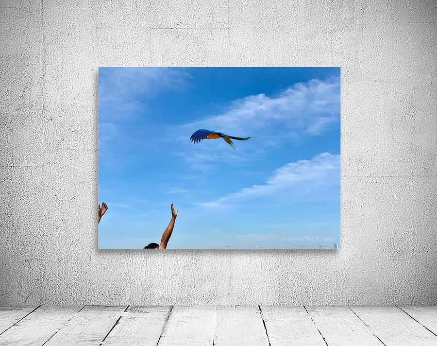 Macaws with Hands Wall Preview