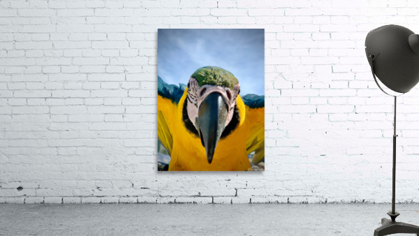 Macaws Close up Wall Preview
