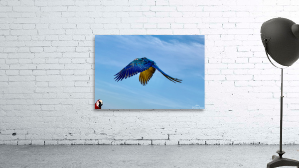 Macaws Wall Preview
