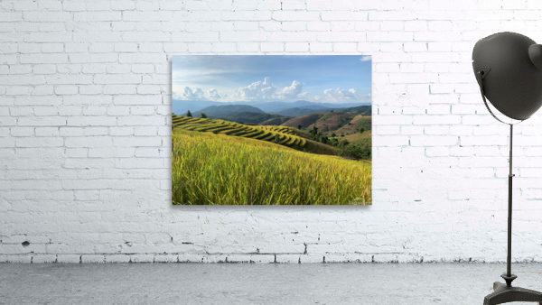 Beautiful Rice Field Wall Preview
