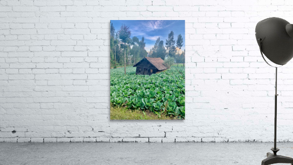 Little Cabbage House Wall Preview