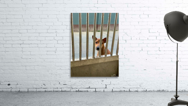Sad Dog Behind Bars Wall Preview