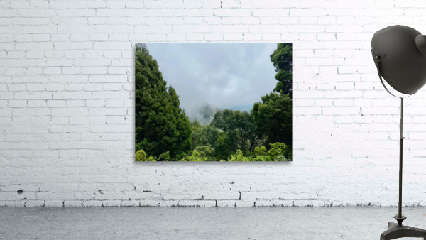 Foggy Forest Wall Preview