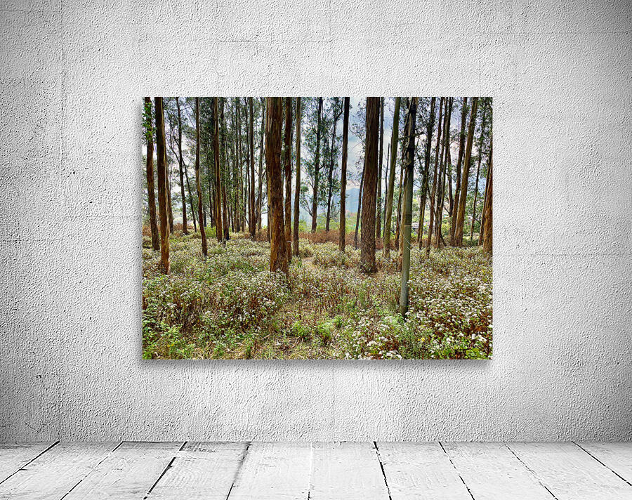 Through the Trees 2 Wall Preview