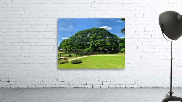 Giant Raintree 2 Wall Preview