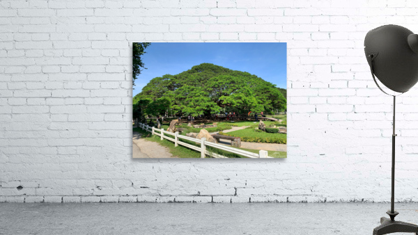 Giant Raintree 1 Wall Preview