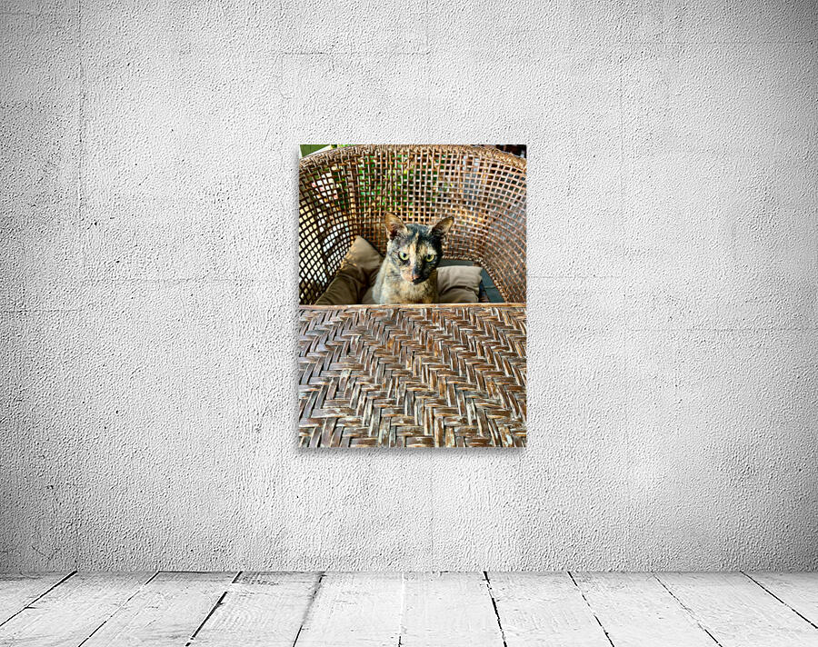 Dating a Cat Wall Preview