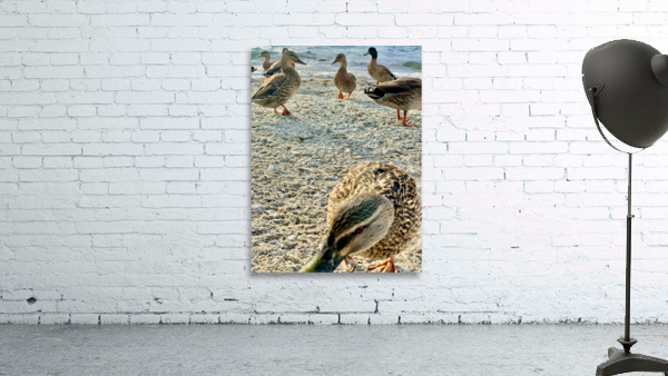 Ducks on the Beach Wall Preview