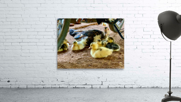 The Duck Family Wall Preview