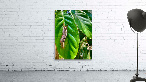 Caterpillar on a Leaf Wall Preview