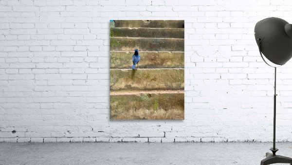 Bird Climbing the Stairs Wall Preview