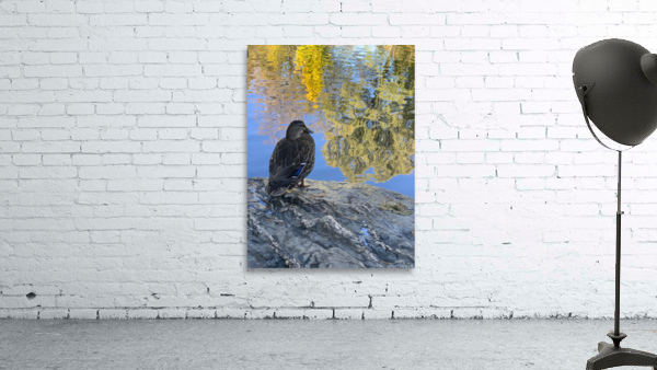 Duck like a Painting Wall Preview
