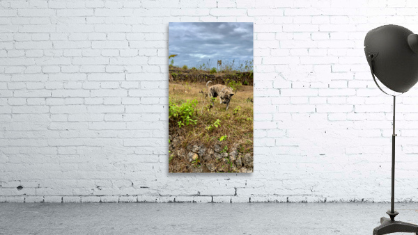 Dog in the Field Wall Preview