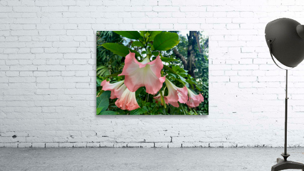 Pink Bell Flowers Wall Preview