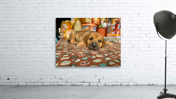 Sleepy Puppy Wall Preview